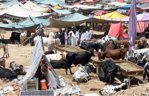 Traders display sacrificial animals to attract customers at the Bhatta chowk livestock market ahead of the upcoming Eid al-Adha