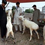 Vendors display sacrificial animals to attract customers at a roadside setup