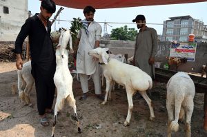 Vendors display sacrificial animals to attract customers at a roadside setup