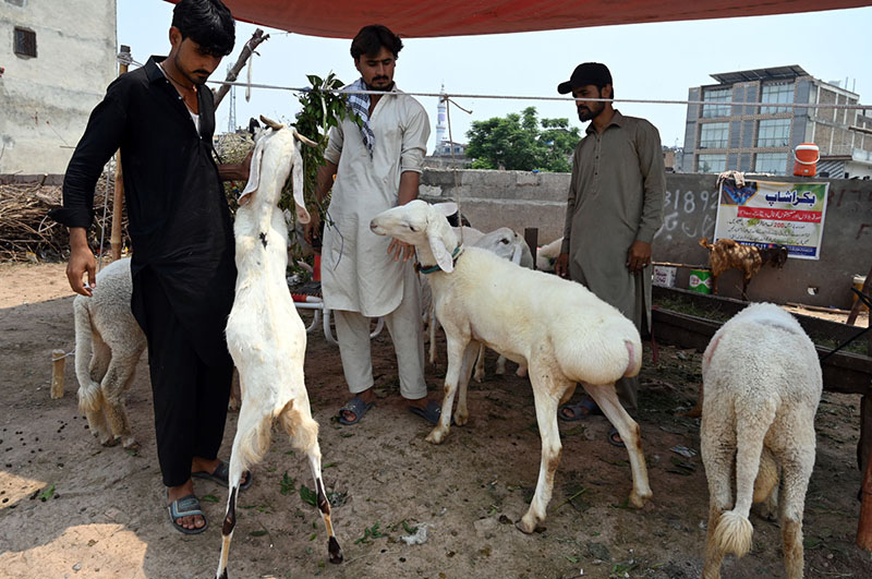 Vendors display sacrificial animals to attract customers at a roadside setup