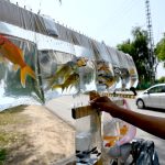A street vendor sells colorful pet fish packed in plastic bags hanging on his bicycle to attract customers near H-9 Nursery in the federal capital