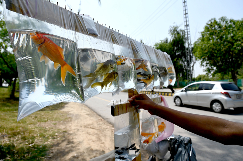 A street vendor sells colorful pet fish packed in plastic bags hanging on his bicycle to attract customers near H-9 Nursery in the federal capital