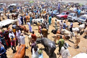 Vendors are busy unloading sacrificial animals from delivery vehicle at sacrificial animals market, Hatri Bypass area in connection with upcoming Eid-ul-Azha.