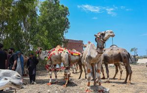 Traders display sacrificial animals to attract customers at the Bhatta chowk livestock market ahead of the upcoming Eid al-Adha