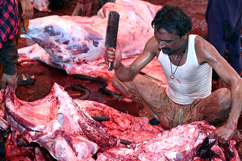 A butcher slaughters sacrificial animal on the first day of Eidul Azha at Madani Markaz Faizan e Madina SITE Area