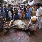 Butchers busy slaughtering sacrificial animals on the third day of Eid-ul-Azha in the provincial capital