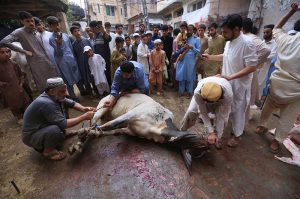 Butchers busy slaughtering sacrificial animals on the third day of Eid-ul-Azha in the provincial capital
