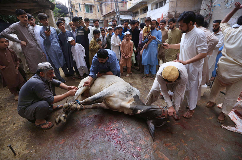 Butchers busy slaughtering sacrificial animals on the third day of Eid-ul-Azha in the provincial capital
