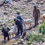 Livestock vendors wash young goats in the waters of Korang Nullah ahead of sale preparations