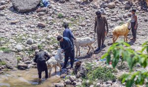 Livestock vendors wash young goats in the waters of Korang Nullah ahead of sale preparations