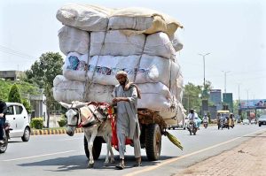 A donkey cart driver transports an overloaded cart along College Road, struggling under the weight as he moves through the busy road.