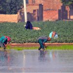 Women farmers manually transplant paddy (rice) seedlings into a waterlogged field on the outskirts of the city. The traditional labour-intensive practice involves raising seedlings in nurseries before shifting them to the main fields for cultivation during the Kharif season