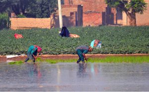 Women farmers manually transplant paddy (rice) seedlings into a waterlogged field on the outskirts of the city. The traditional labour-intensive practice involves raising seedlings in nurseries before shifting them to the main fields for cultivation during the Kharif season