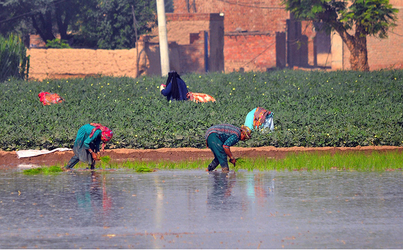 Women farmers manually transplant paddy (rice) seedlings into a waterlogged field on the outskirts of the city. The traditional labour-intensive practice involves raising seedlings in nurseries before shifting them to the main fields for cultivation during the Kharif season
