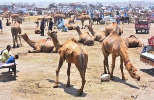 Vendors are busy unloading sacrificial animals from delivery vehicle at sacrificial animals market, Hatri Bypass area in connection with upcoming Eid-ul-Azha.