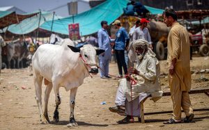 Traders display sacrificial animals to attract customers at the Bhatta chowk livestock market ahead of the upcoming Eid al-Adha