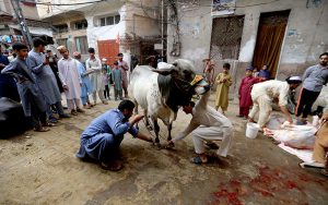 Butchers busy slaughtering sacrificial animals on the third day of Eid-ul-Azha in the provincial capital
