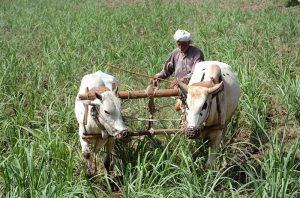 A farmer ploughs his sugarcane field with the help of oxen to remove weeds, using traditional farming methods.