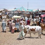 A large number of vendors are displaying sacrificial animals at the Hatri Bypass market ahead of upcoming Eidul Azha