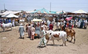 A large number of vendors are displaying sacrificial animals at the Hatri Bypass market ahead of upcoming Eidul Azha