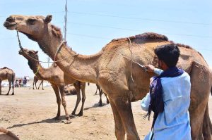 Vendors are busy unloading sacrificial animals from delivery vehicle at sacrificial animals market, Hatri Bypass area in connection with upcoming Eid-ul-Azha.