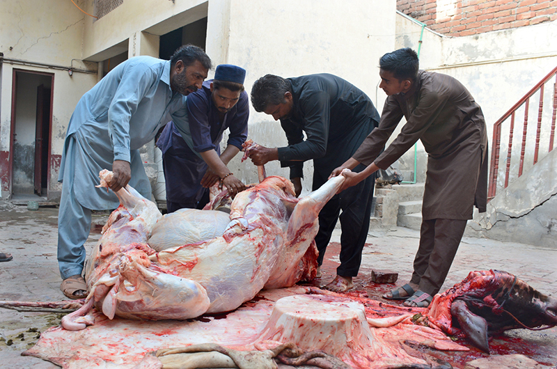 Butchers slaughtering sacrificial animal on the first day of Eidul Azha