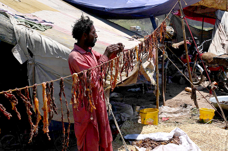 A gypsy man spreading salted meat under the sun for drying at Ring Road area following Eid-ul-Azha festivities