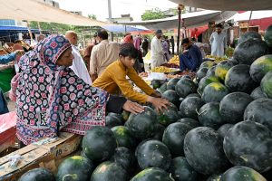 A woman selects watermelon at a roadside stall