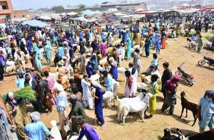 A large number of customers select and purchase sacrificial animals at the weekly animal market at Hatri Bypass ahead of Eid-ul-Azha.
