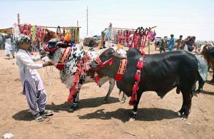 A large number of vendors are displaying sacrificial animals at the Hatri Bypass market ahead of upcoming Eidul Azha