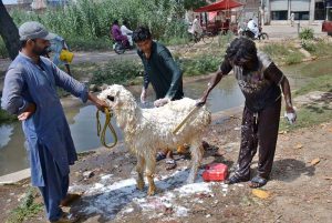 People are busy washing sacrificial sheep near a canal ahead of the upcoming Eidul Azha.