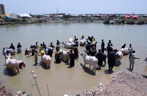Traders wash sacrificial animals in a pond near the livestock market in I-12 ahead of the upcoming Eid al-Adha.