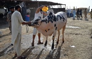 A boy throws water on his body to protect himself from the intense heat at the Bhatta Chowk livestock market