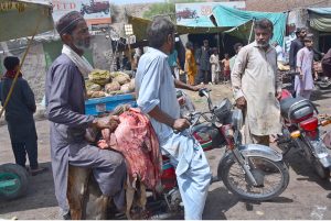 Butchers slaughtering sacrificial animal on the first day of Eidul Azha