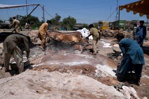 A gypsy man spreading salted meat under the sun for drying at Ring Road area following Eid-ul-Azha festivities