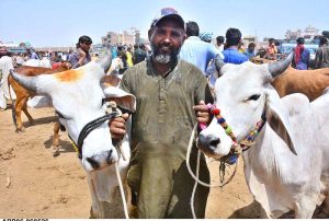 A large number of customers select and purchase sacrificial animals at the weekly animal market at Hatri Bypass ahead of Eid-ul-Azha.