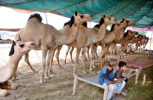 Vendors display sacrificial animals to attract customers at a cattle market set up in the city ahead of the upcoming Eidul Azha.