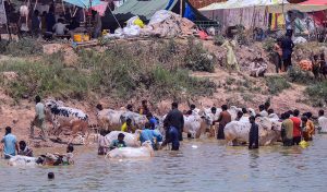 Traders wash sacrificial animals in a pond near the livestock market in I-12 ahead of the upcoming Eid al-Adha.