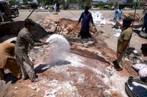 A gypsy man spreading salted meat under the sun for drying at Ring Road area following Eid-ul-Azha festivities