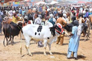 A large number of customers select and purchase sacrificial animals at the weekly animal market at Hatri Bypass ahead of Eid-ul-Azha.