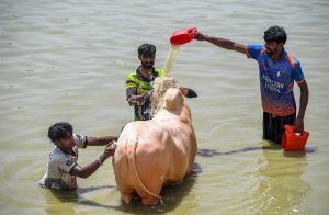 Trader wash sacrificial animal in a pond near the livestock market in I-12 ahead of the upcoming Eid al-Adha.