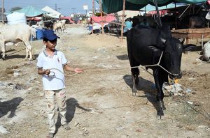 A boy throws water on his body to protect himself from the intense heat at the Bhatta Chowk livestock market