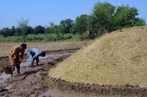 Farmers busy mounding wheat straw in the field.