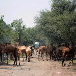 A herd of camels feeds on tree branches along the bank of a canal in a rural area