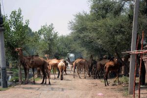 A herd of camels feeds on tree branches along the bank of a canal in a rural area