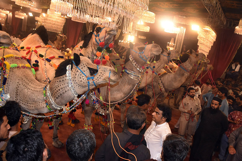 Livestock farmers are displaying their beautiful camels during 28th International Festival 2026 held at University of Agriculture Faisalabad (UAF) for their competition on late Saturday night