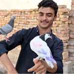 A pigeon owner play with his pet pigeon at his residence in the city