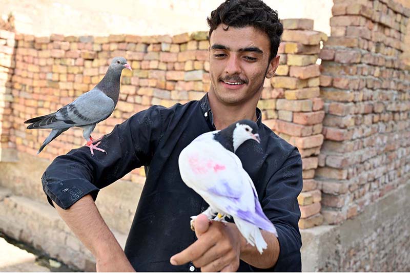 A pigeon owner play with his pet pigeon at his residence in the city