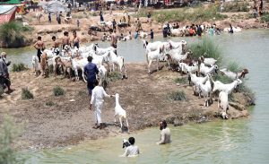 Trader wash sacrificial animal in a pond near the livestock market in I-12 ahead of the upcoming Eid al-Adha.