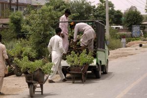 Workers are loading flowering plants and saplings from a roadside nursery onto a vehicle for delivery to customers in the city